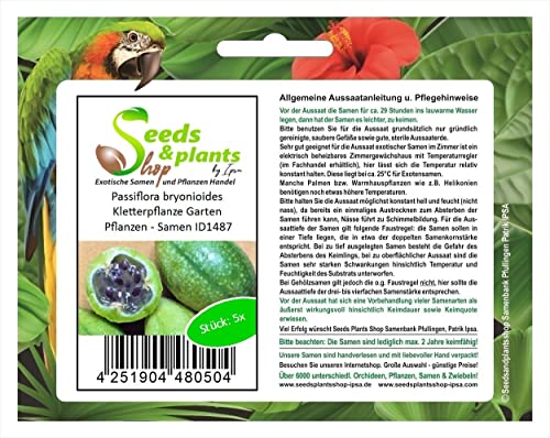 Stk - 5x Passiflora bryonioides Kletterpflanze Garten Pflanzen - Samen ID1487 - Seeds & Plants Shop by Ipsa von Seeds & Plants Shop by Ipsa
