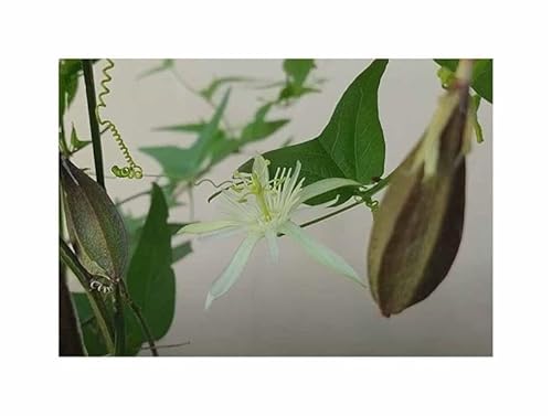 Stk - 5x Passiflora capsularis Kletterpflanze Vanille duft Pflanzen - Samen ID1789 - Seeds & Plants Shop by Ipsa von Seeds & Plants Shop by Ipsa