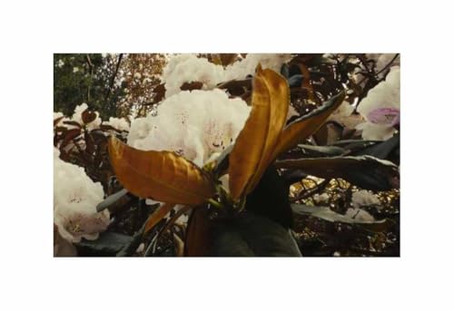 Stk - 5x Rhododendron grande - Silber-Rhododendron Strauch Pflanzen - Samen ID1719 - Seeds & Plants Shop by Ipsa Stk - 5x Rhododendron grande - Silber-Rhododendron Strauch Pflanzen - Samen ID1719 - Seeds & Plants Shop by Ipsa von Seeds & Plants Shop by Ipsa