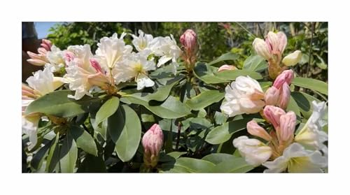 Stk - 5x Rhododendron griffithianum Rosenbaum Weiß Strauch Pflanzen - Samen ID49 - Seeds & Plants Shop by Ipsa von Seeds & Plants Shop by Ipsa