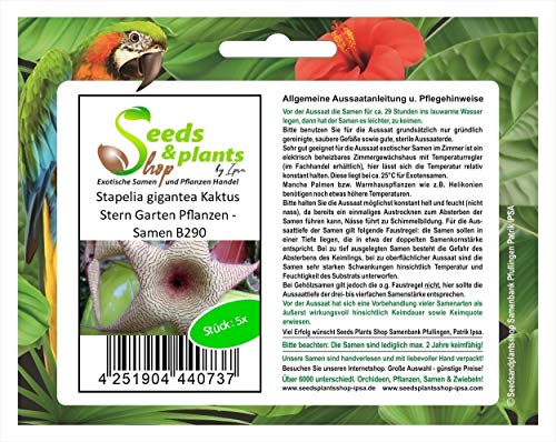 Stk - 5x Stapelia gigantea Kaktus Stern Garten Pflanzen - Samen B290 - Seeds & Plants Shop by Ipsa von Seeds & Plants Shop by Ipsa