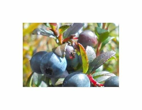 Stk - 5x Vaccinium floribundum Anden-Heidelbeere Garten Pflanzen - Samen ID1670 - Seeds & Plants Shop by Ipsa von Seeds & Plants Shop by Ipsa