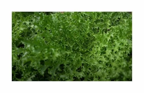 Stk - 700 Korn Sommerendivien Eskariol Gelber Garten Pflanzen - Samen F-S342 - Seeds & Plants Shop by Ipsa Stk - 700 Korn Sommerendivien Eskariol Gelber Garten Pflanzen - Samen F-S342 - Seeds & Plants Shop by Ipsa von Seeds & Plants Shop by Ipsa