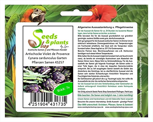 Stk - 7x Artischocke Violet de Provence Cynara cardunculus Garten Pflanzen Samen KS257 - Seeds & Plants Shop by Ipsa von Seeds & Plants Shop by Ipsa
