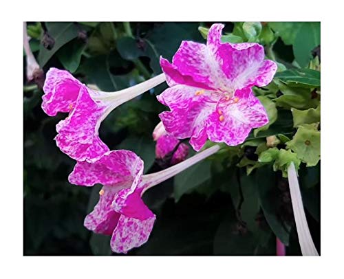 Stk - 7x Mirabilis jalapa Riesen Wunderblume F1 Pflanzen - Samen A245 - Seeds & Plants Shop by Ipsa von Seeds & Plants Shop by Ipsa