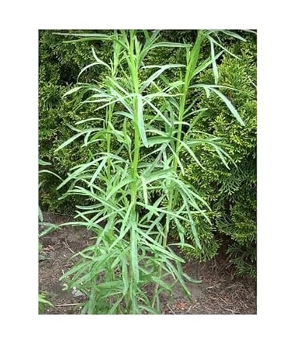 Stk - 825x Estragon Russischer Artemisia dracunculus Saatgut Pflanzen - Samen K205 - Seeds & Plants Shop by Ipsa von Seeds & Plants Shop by Ipsa