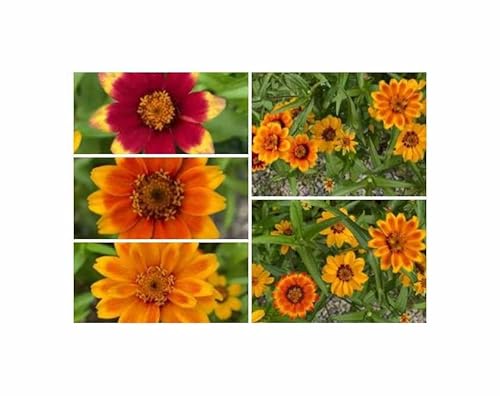 g - 1,5 g Zinnien Perserteppich Mischung Garten Pflanzen - Samen F-S468 - Seeds & Plants Shop by Ipsa von Seeds & Plants Shop by Ipsa