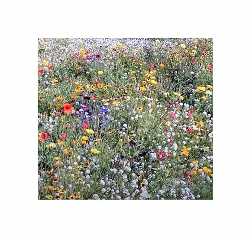 qm - 6 m² Sommerblumenmischung Gönninger Frühsommer Pracht Pflanzen - Samen F-S610 - Seeds & Plants Shop by Ipsa qm - 6 m² Sommerblumenmischung Gönninger Frühsommer Pracht Pflanzen - Samen F-S610 - Seeds & Plants Shop by Ipsa von Seeds & Plants Shop by Ipsa