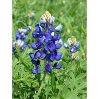 Texaner Quäker Bonnet von SeedsAndSwine