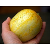 Wieder Zurück Zitrone Pucker Gurke | Wir Sind Süß von SeedsAndSwine