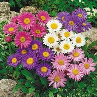 Aster Alpine Mix - Aster Alpinus | 1000 Samen Mehrjährige Blume von SeedsWorldShop