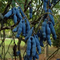 Decaisnea Fargesii | 10 Samen Blauer Wurstbaum Decaisnea Fargesii | 10 Samen Blauer Wurstbaum von SeedsWorldShop