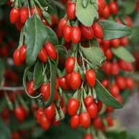 Goji Beere - Lycium Barbarum | 100 Samen Staude von SeedsWorldShop