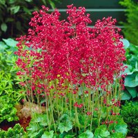 Heuchera Sanguinea - Rotes Korallenglöckchen Glühwürmchen | 500 Samen Staude von SeedsWorldShop