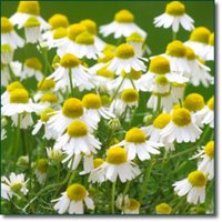 Matricaria Chamomilla | 10.000 Samen Heilkraut von SeedsWorldShop
