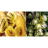Pepino Oder Mini | Melonenbirne 5 Samen von SeedsWorldShop
