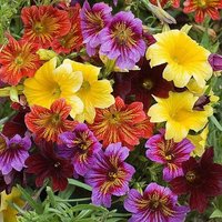 Salpiglossis Sinuata Mix - Gemalte Zunge | 2500 Samen von SeedsWorldShop