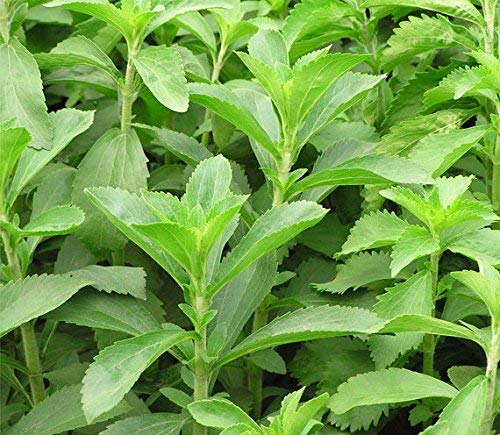 Stevia Kräutersamen | 15 Samen von Seedsurvivor