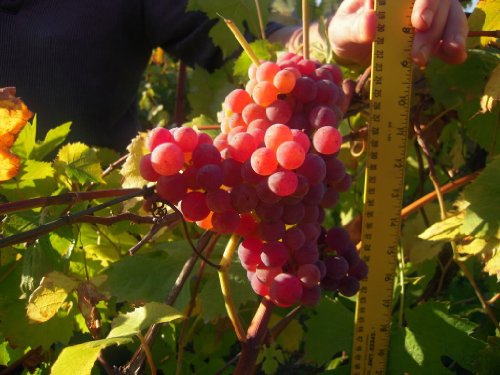 10 GIANT RED GLOBE GRAPE Vitis Obst Rankensamen von Seedville von Seedville