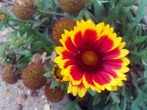 100 ARIZONA SUN GAILLARDIA (Blanket Flower / Indian Blanket) Gaillardia Pulchella Flower Seeds by Seedville von Seedville