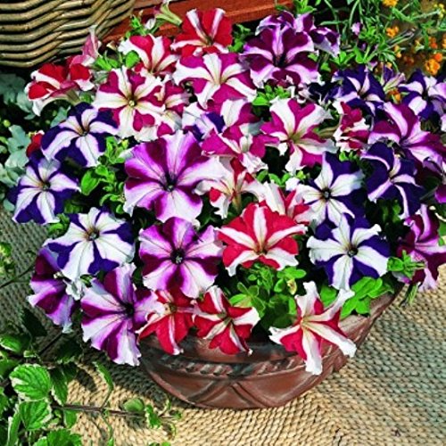 100 Star Mix Petunien Violacea Blumensamen Petunien, gemischte Farben, Rot, Blau, Violett, 100 Samen von Seedville