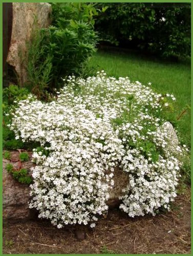 1000 BABY'S BREATH COVENANT GARDEN Gypsophila Elegans Flower Seeds by Seedville von Seedville