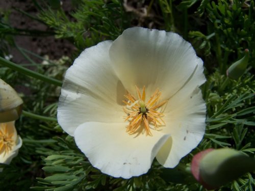 1000 WHITE Kalifornischer Mohn Kalifornischer Mohn Blumensamen von SVI