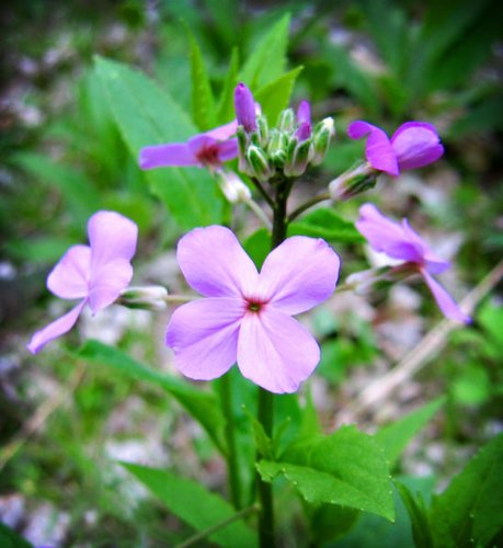 1500 DAMES RAKETEN (Danask Violet) gewöhnliche nachtviole Blumensamen von Seedville