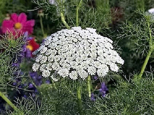 200 BISCHOFS FLOWER (False Queen Annes Lace) Ammi Majus Fabaceae Blumensamen von Seedville