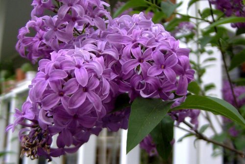 25 FRENCH / OLD FASHIONED LILAC Syringa Vulgaris Flower Shrub Bush Seeds by Seedville von Seedville