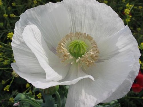 250 PERSIAN WHITE POPPY Papaver Somniferum Flower Seeds by Seedville von Seedville