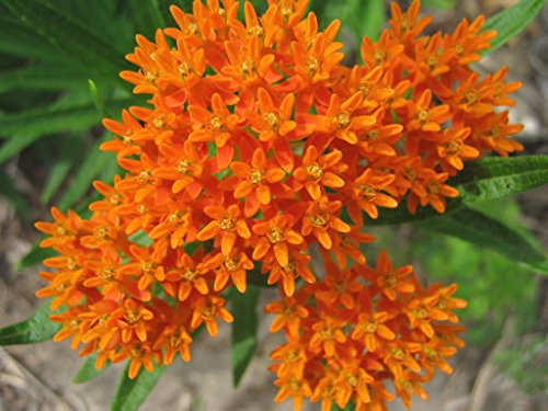 30 ORANGE GLORY BUTTERFLY WEED MILKWEED Asclepias Tuberosa Flower Seeds by Seedville von Seedville