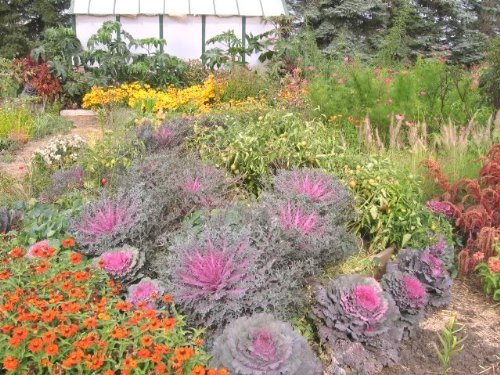 50 MIXED ORNAMENTAL CABBAGE Flowering Brassica Oleracea Seeds *Comb S/H by Seedville von Seedville