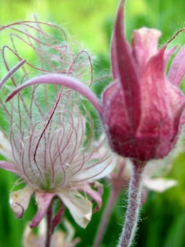 50 PRAIRIE SMOKE Geum Triflorum Purple Prairie Avens Flower Seeds *Comb S/H by Seedville von SVI