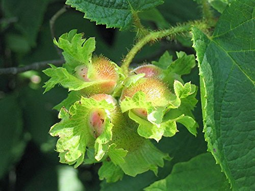 Amerikanische Haselnussbaum aka Filbert Corylus Americana Fruchtnuss, 5 Samen von Seedville