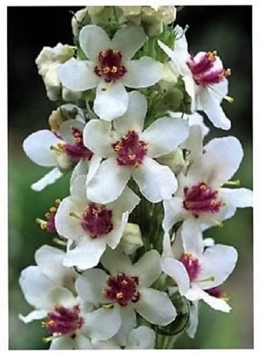 Hochzeitskerzen Verbascum Chaixii Album Mullein White Purple Blumensamen, 50 Stück von Seedville