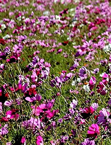 Papaver Somniferum, gemischte Farben, Rot, Violett, 1000 Samen von Seedville