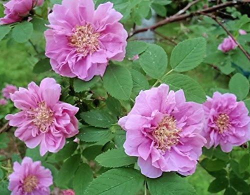 Rosafarbene Zimtrose, Amur Rosa Davurica, 10 Samen von Seedville