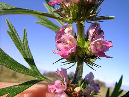 Saatgut, Rosa, chinesische Mutterpflanze, Leonurus Japonicus, Sibirischer Honig, 100 Stück von Seedville