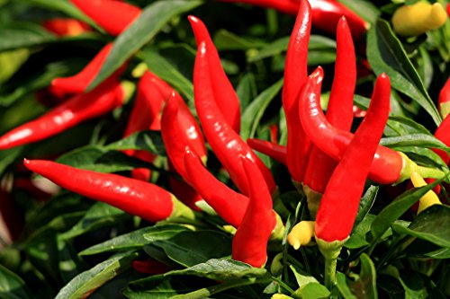 Saatgut, dünnes Cayenne-Pfeffer Hot Chili Long Green Red Slim Capsicum Gemüsesamen, 300 Stück von Seedville