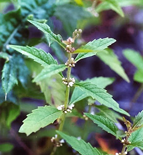 Saatgut für Lycopus Americanus American Bugleweed, 20 Samen von Seedville