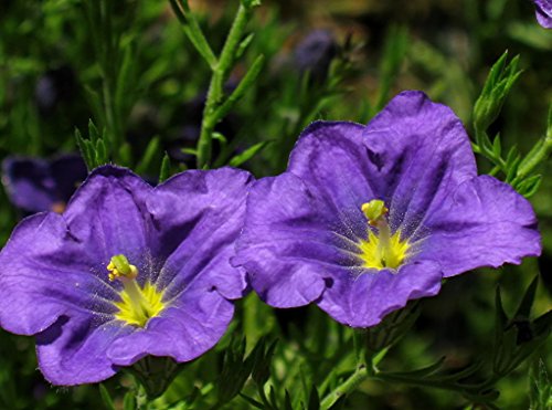 Saatgut für Nierembergia, Hippomanica Caerulea, Violett, 250 Stück von Seedville