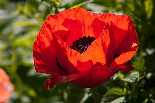 Saatgut für Papaver Somniferum, Türkischer Mohn, 1000 Samen von Seedville