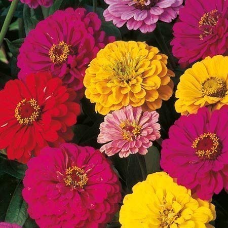 Seekay Zinnia Riesig Dahlie Geblümt Mischung - 150 Samen - Jährliche Blume von Seekay