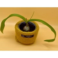 Blumentopf in Gelb, Seelness®Design Unikat, Mit Heilzwiebel Ornithogalum Caudatum | Falsche Meerzwiebel , Für Pflanzenkenner von SeelnessDesign