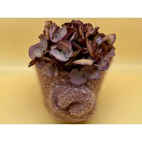 Hellbrauner Blumentopf Handmade, Eigener Entwurf Unikat Seelness®Design, Handgestrickt Mit Paillettenfaden Und Alpakawolle, Hortensienblüte von SeelnessDesign