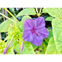 Wunderblume Selbst Angebaut, Seelness®Design, Samen Der Mirabilis Jalapa, Eigene Ernte , Wunder Von Peru, Anspruchslose Staude, Saatgut von SeelnessDesign