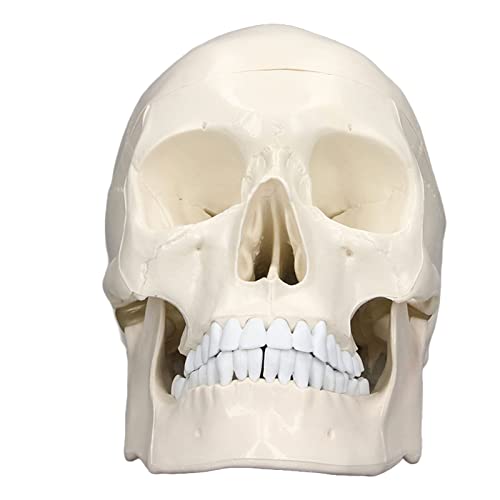 1 1 Human Head Skull Model Lifelike abnehmbare anatomische Schädelmodell für Medizinstudenten Anatomie LernpvC -Material 1 1 Human Head Skull Model Lifelike abnehmbare anatomische Schädelmodell für Medizinstudenten Anatomie LernpvC -Material von Segrehy