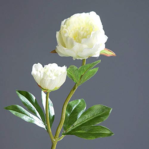 Pfingstrose mit 2 Blüten 60cm weiß-Creme DP Kunstblumen Seidenblumen künstliche Blumen Päonie von Seidenblumen Roß