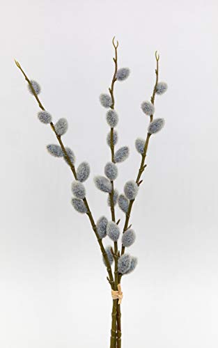 3er-Bund Weidenkätzchen Nature 46cm FT künstlicher Weidenkätzchenzweig Salix Palmkätzchen von Seidenblumen Roß